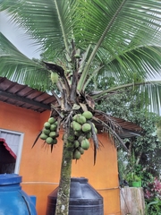Arecoideae