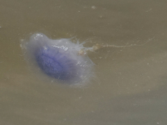 Cyanea lamarckii