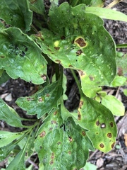 Cercospora