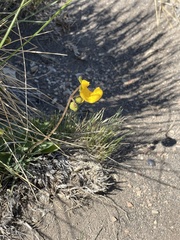 Calceolaria polyrhiza