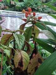 Chrysothemis pulchella