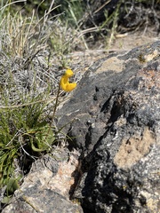 Calceolaria polyrhiza