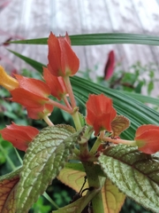 Chrysothemis pulchella
