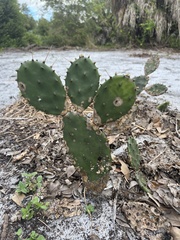Opuntia humifusa