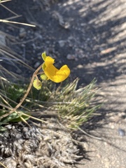 Calceolaria polyrhiza