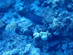 Gymnothorax javanicus