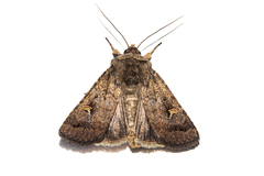 Proteuxoa tetronycha