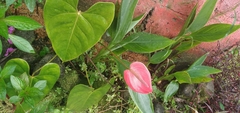 Anthurium andraeanum