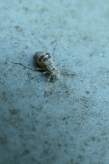 Mesopsocus