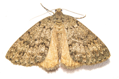 Pseudocoremia indistincta