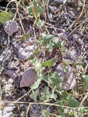 Aristolochia wrightii