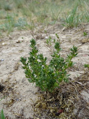 Veronica verna