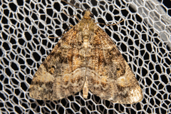 Pseudocoremia productata