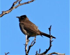 Pycnonotus barbatus layardi