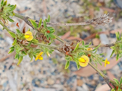 Stylosanthes