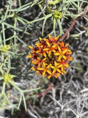 Quinchamalium chilense