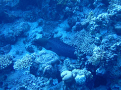 Gymnothorax javanicus