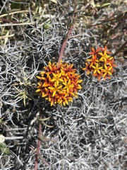 Quinchamalium chilense