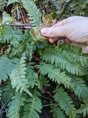 Polypodium virginianum