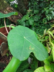 Jatropha
