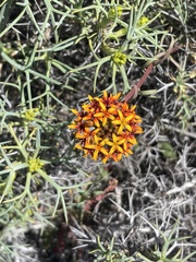 Quinchamalium chilense