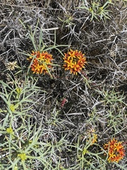 Quinchamalium chilense