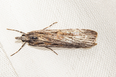 Scoparia indistinctalis