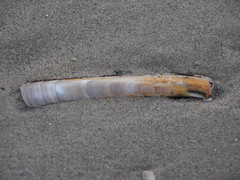 Ensis