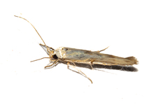 Stathmopoda