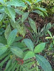 Psychotria