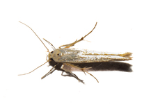 Stathmopoda