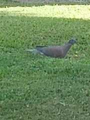 Patagioenas cayennensis