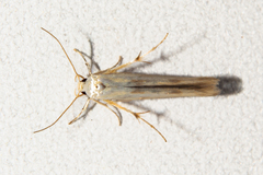 Stathmopoda