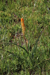 Bulbinella latifolia doleritica