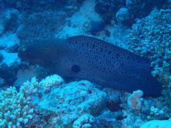 Gymnothorax javanicus