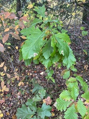 Quercus montana
