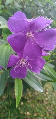 Melastomeae