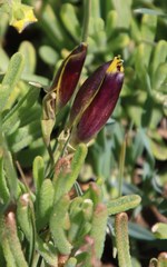 Hesperantha vaginata