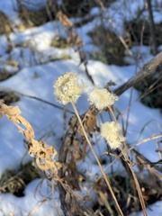 Anemone virginiana