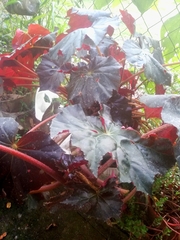 Begonia rex