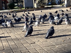 Columba livia domestica