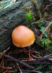 Gymnopilus penetrans