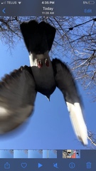 Columba livia domestica