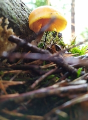 Gymnopilus penetrans
