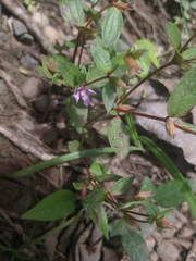 Epilobium minutum