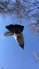 Columba livia domestica