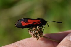 Zygaena purpuralis