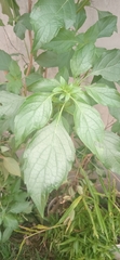 Ocimum