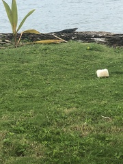 Iguana iguana