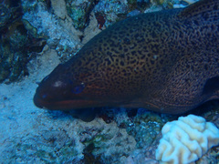 Gymnothorax javanicus